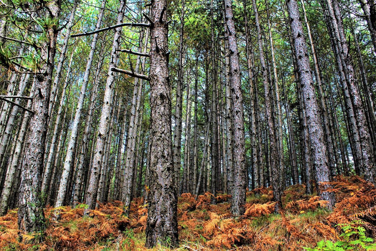 Foresta In Medias Mores Tripoli Exterior foto